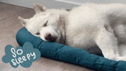 Tired Good Night GIF