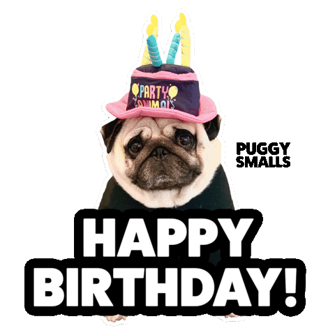 thepuggysmalls giphyupload birthday happy birthday pug Sticker