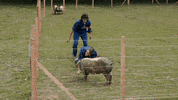 Euskara Euskalherria GIF by EiTB
