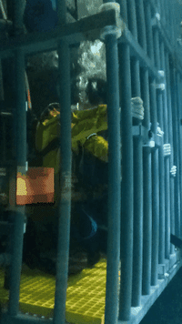 shark cage GIF