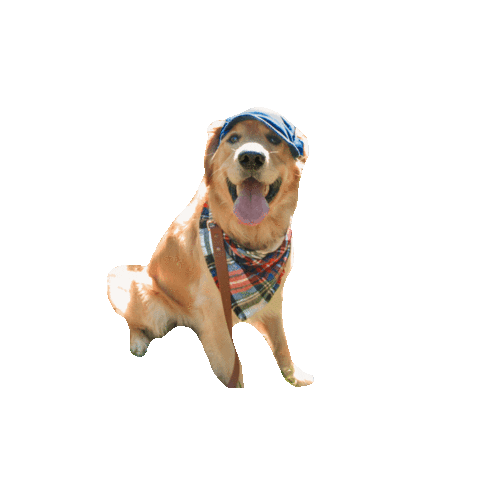 Sirwinstonthebeau Sticker