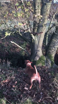 Dog Jumping GIF by ViralHog