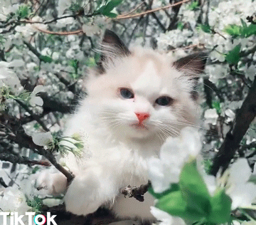 Cat Ok GIF by TikTok