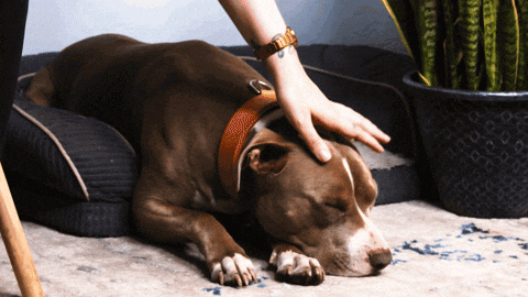 New Mexico Dreaming GIF by NMCO_Studio