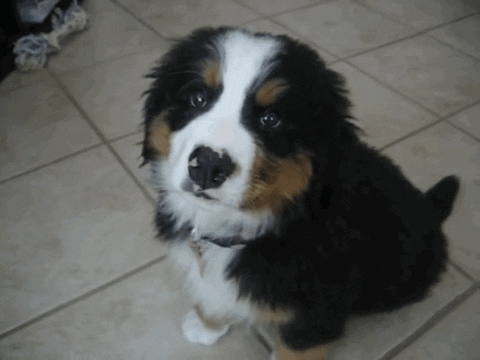 puppies GIF