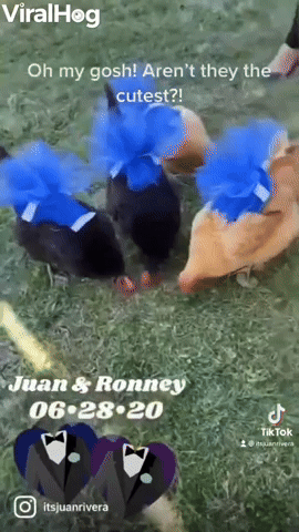 Animals Get Dressed for Wedding