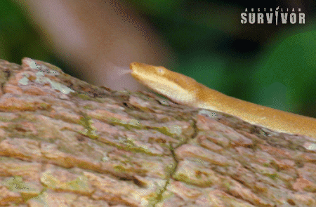 Snake GIF by Australian Survivor
