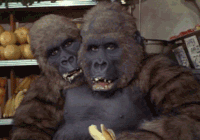 gorillas GIF