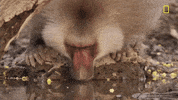 Nat Geo Baboon GIF by National Geographic Channel