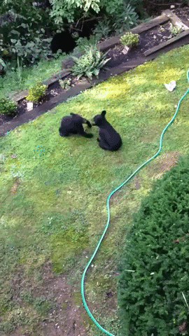 Two Bear Cubs Slug It Out in the Garden
