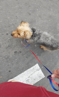 GIF by Vida Bull