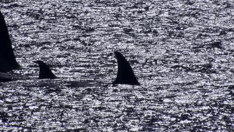 symphony for our world GIF by Nat Geo Wild 