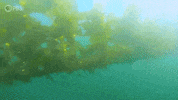 GIF by PBS Digital Studios