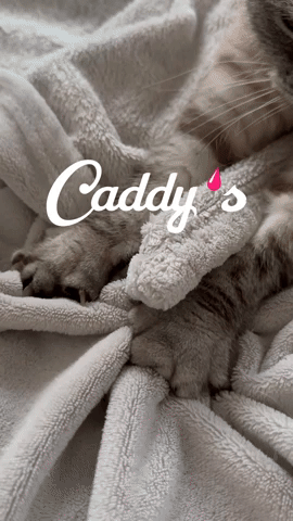 Caddy's IS