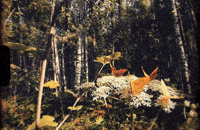 My Love Is A Butterfly