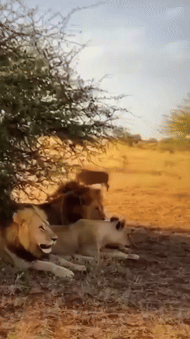 paolog67 giphyupload africa lions brave GIF