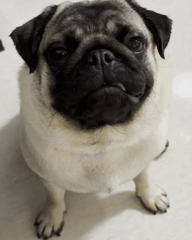 Mochi1111 giphycreatortest sorry oops pug GIF
