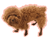 Dog Poodle Sticker