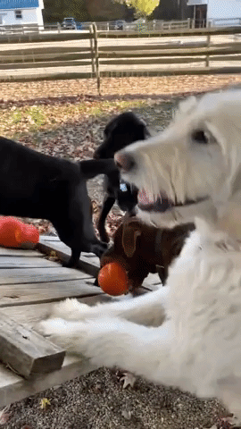 Dogs Enjoy Halloween Treat