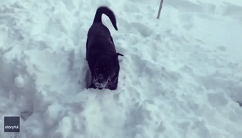 Excited Pup Enjoys Playtime in Colorado Snow