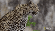 nat geo wild GIF by Savage Kingdom
