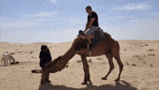 Camel GIF