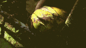 australia GIF by Australian Survivor