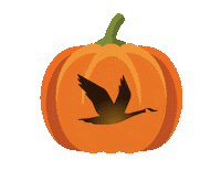 wawa run wonderfall Sticker by Wawa