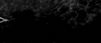 lana del rey GIF