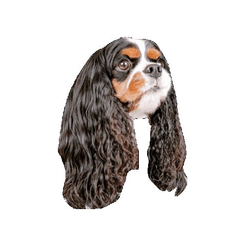 Dogs Hello Sticker
