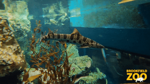 Ocean Swimming GIF by Brookfield Zoo