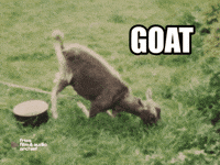 The Greatest Goat GIF by Fries Film & Audio Archief