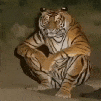 Tiger GIF