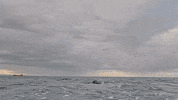 Olympics Discovery GIF by Shark Week