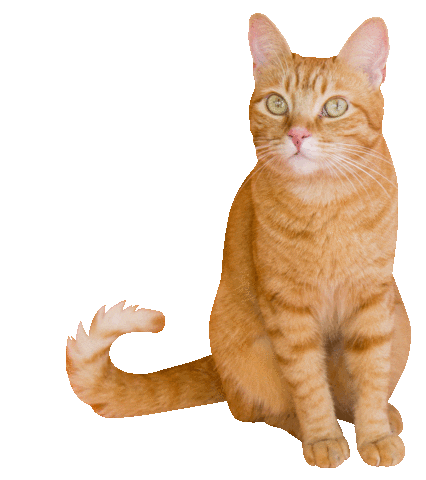 romeuemalelo giphyupload cat cats gato Sticker