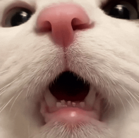 Scaredcat Surprisedcat GIF