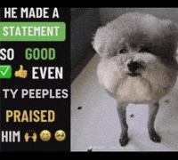 Statement GIF
