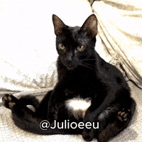Black Cat Applause GIF