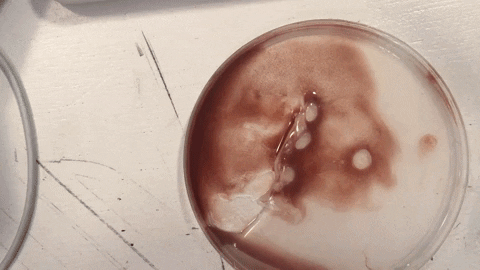 loesjebo giphyupload GIF