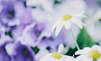 sad flowers GIF