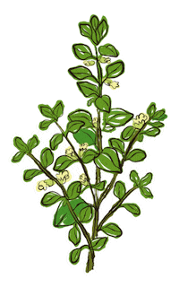 yerbaverdeflor flower flowers argentina flores Sticker