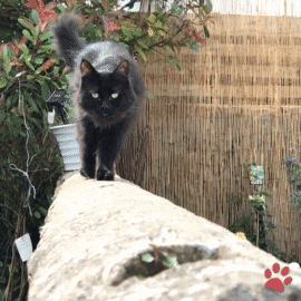 pawsr giphyupload cat garden kiki GIF