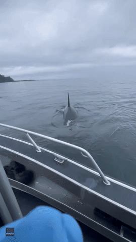 'He Gonna Grab My Fish?' Orca Eyes Fish on Fisherman's Line