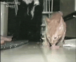 funny animals GIF