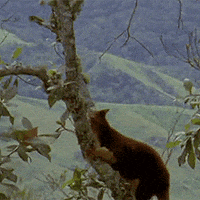 tree kangaroo GIF