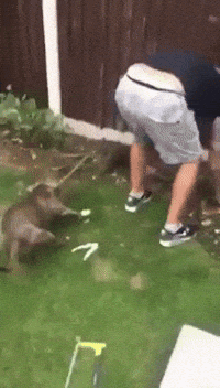 good boi helping GIF