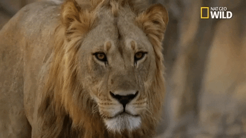 lions savage kingdom GIF by Nat Geo Wild 