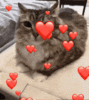 Cat Cigar GIF