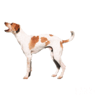 Sticker by BARKBOX