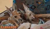 Deborah Mailman Kangaroo GIF by STUDIOCANAL